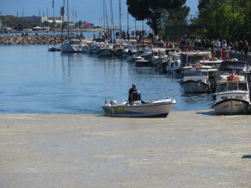İstanbul'da Kurbağalıdere'yi de deniz salyası kapladı 5 İstanbul'da Kurbağalıdere'yi de deniz salyası kapladı 5