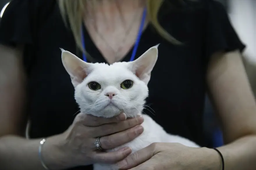 Kedi fuarından renkli fotoğraflar (Catsburg) 23