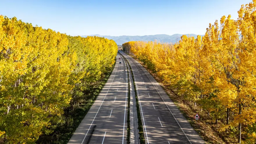 İlçenin simgesi olmuştu: Ağaç koridorundan geriye kökleri kaldı 2