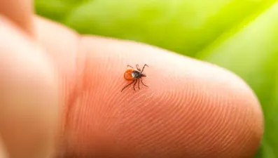 İnsanlığın yüzde 14'ü Lyme hastalığına yakalandı
