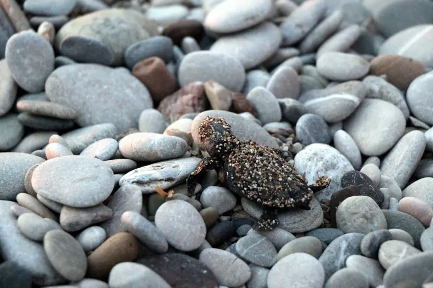 caretta caretta, carettaların denize yolculuğu, caretta mevsimi, yavru caretta 4