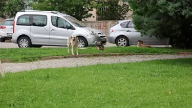 Konya'da 2 kişi başıboş köpeklerin saldırısına uğradı