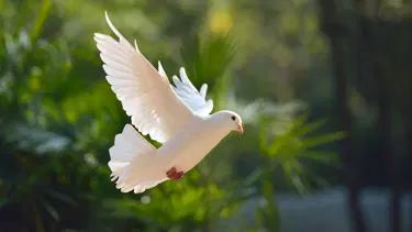 Rüyada güvercin görmek ne anlama gelir? Rüyada güvercin uçurmak ne anlama gelir?
