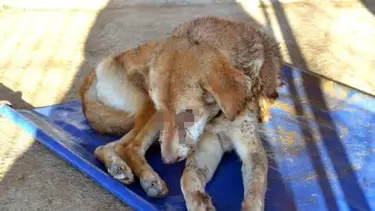 Zonguldak'ta sokak köpeğine işkence: Gözlerini dağladılar!