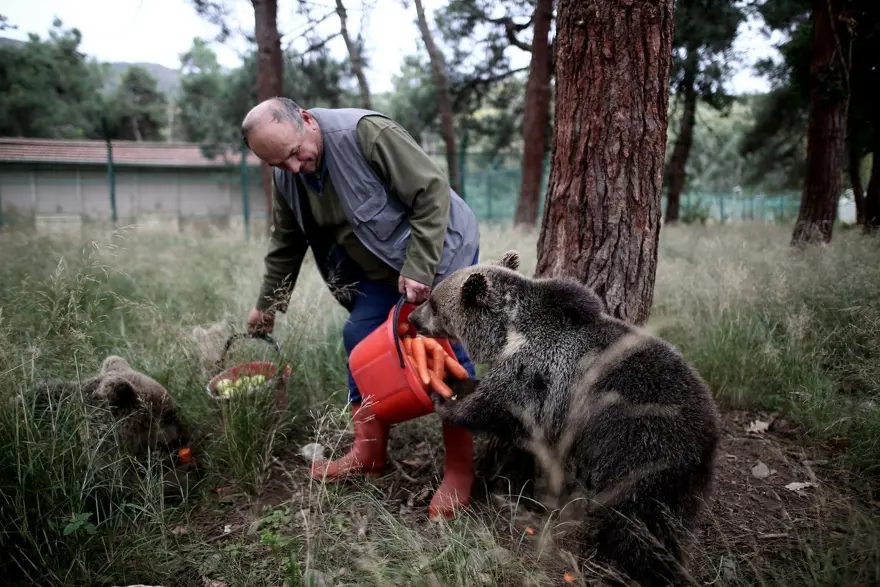 Türkiye'nin tek ayı barınağı Ovakorusu'nun maskotu oldular 28
