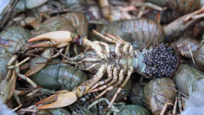 Terminalde 40 kilo mavi yengeç ele geçirildi: Otobüs firmasına ceza