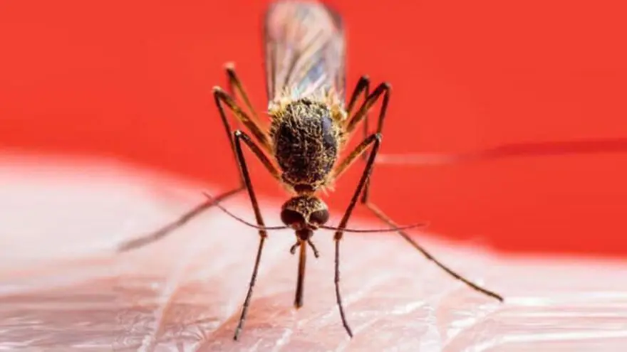 AEDES SİVRİSİNEK ISIRIĞINDAN NASIL KORUNULUR? 8