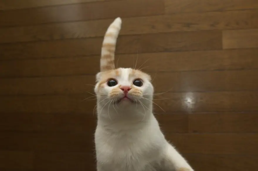 İnternetin yeni fenomenleri 14