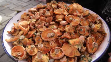 Yağmur sonrası çıkıyor, ormanda tek tek toplanıyor: Kilosu 500 liradan pazara indi