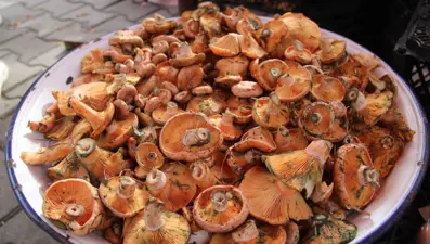 Yağmur sonrası çıkıyor, ormanda tek tek toplanıyor: Kilosu 500 liradan pazara indi