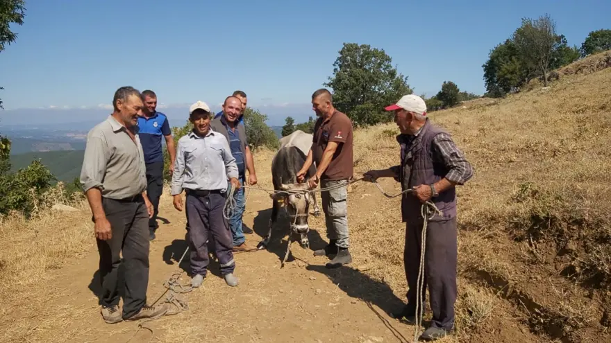 Bayramda kaçan dana 26 gün sonra yakalandı 4