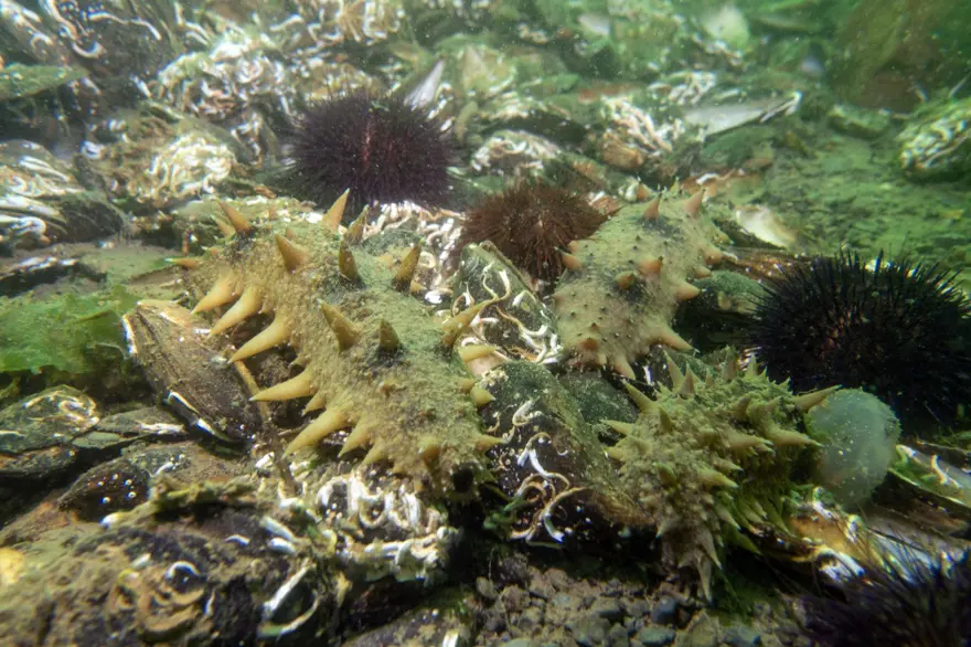 "Japon deniz hıyarı"nın popülasyonu artıyor! 1200 çeşidi var, İzmit Körfezi'nde görüldü 4