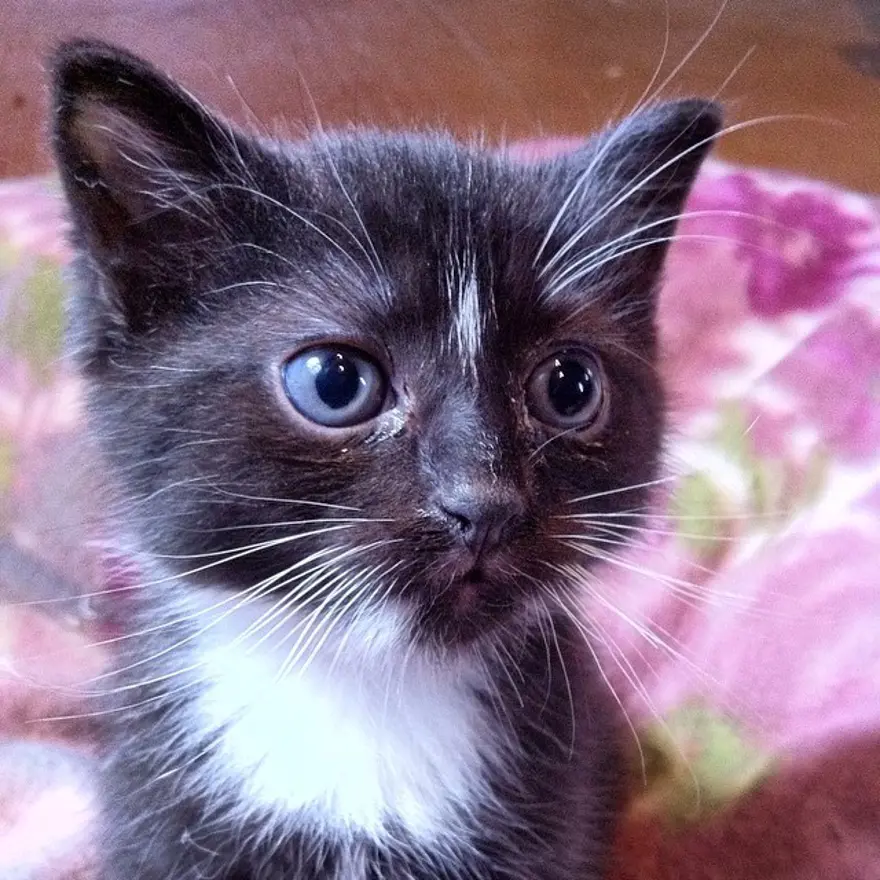 Hayatını kedileri kurtarmaya adadı 56