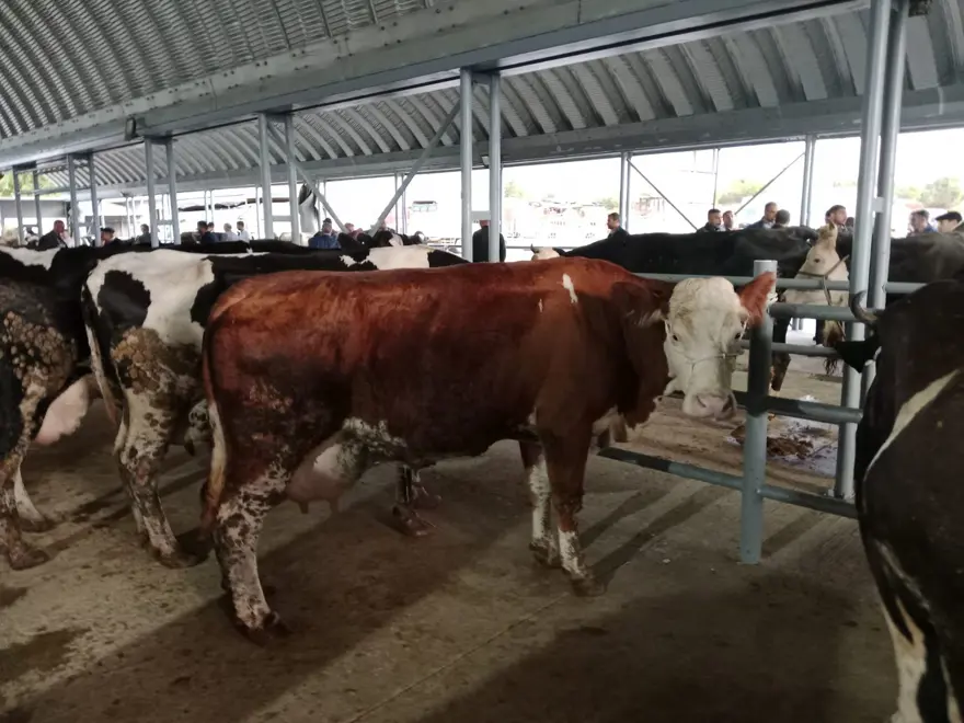 Keşan'da çiçek ve şarbon hastalığı alarmı: Hayvanların meraya çıkarılması yasaklandı 7