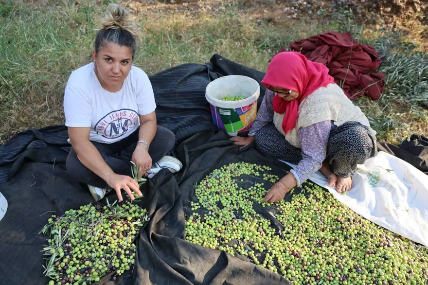 Ata yadigarı ağaçlardan toplanıyor: 5 kilodan 1 kilo yağ çıkıyor 7