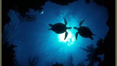 "Caretta" nöbeti