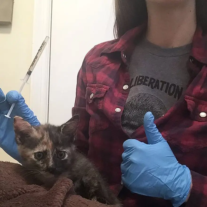 Hayatını kedileri kurtarmaya adadı 344