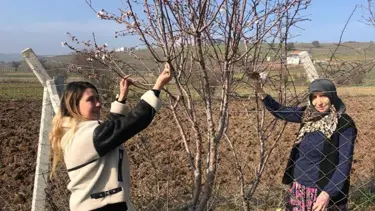 Balıkesir'de meyve ağaçları çiçek açtı