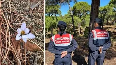 Bu çiçeği koparmanın cezası 557 bin TL