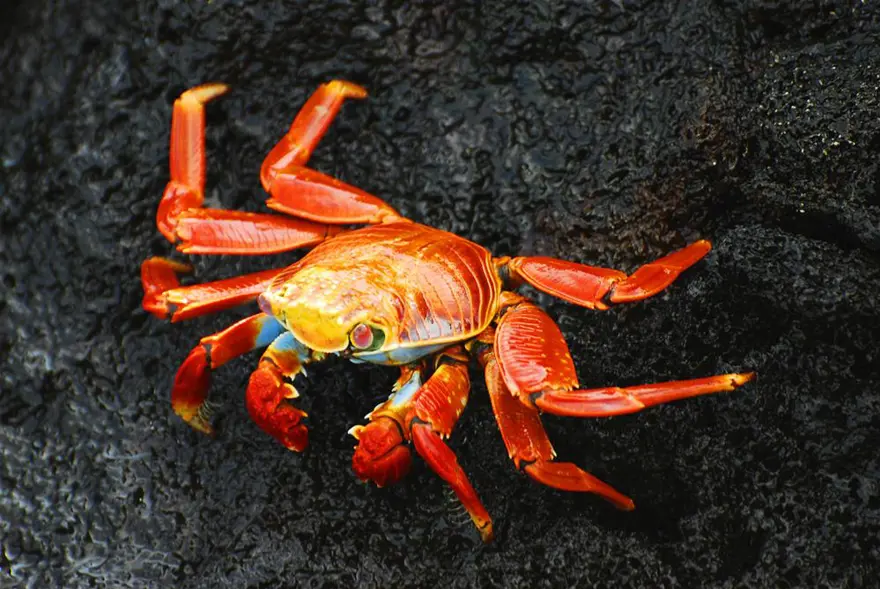 Darwin'in adasından kaçıyorlar 12