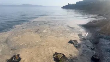 Müsilaj yeniden Gemlik Körfezi'nde