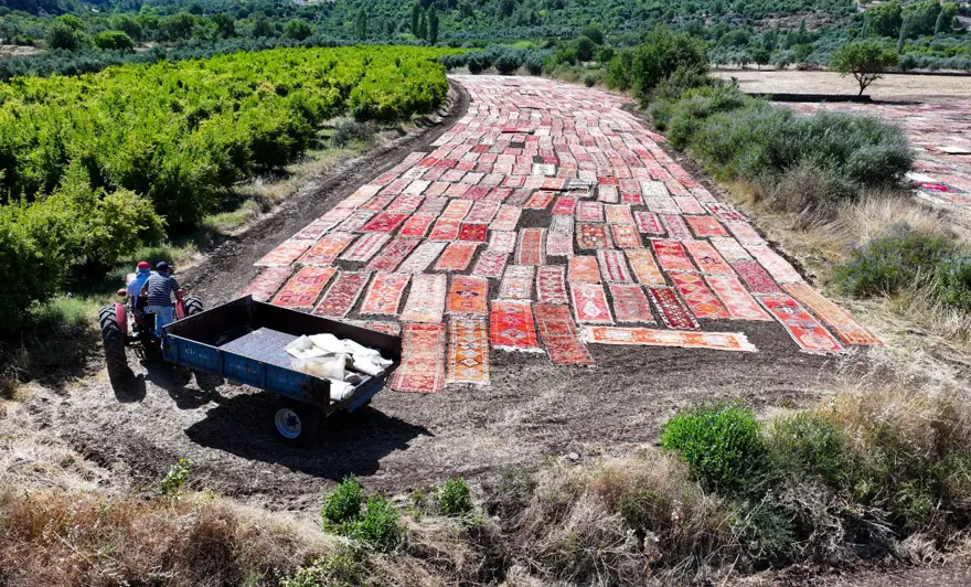 Antalya'da tarlalara serilen halılar görsel şölen sunuyor 