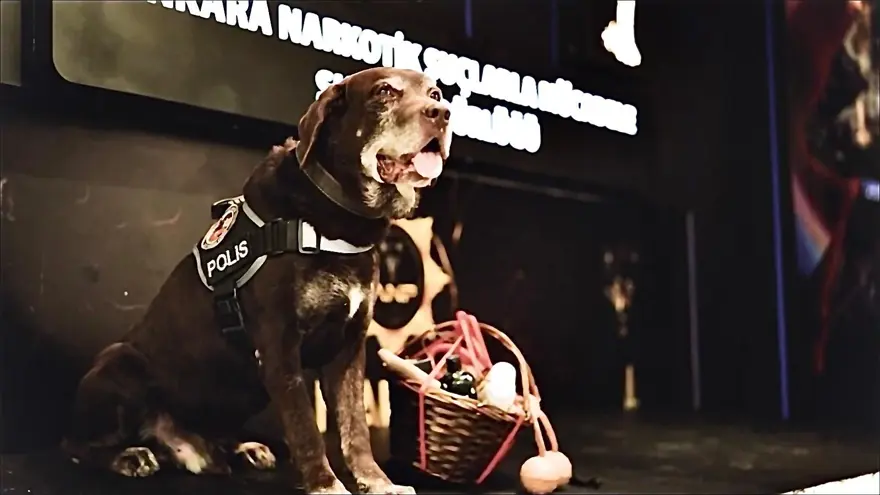 Ankara Emniyeti'nin emektar narkotik köpeği 'Toma': 11 yıl sonra emekli oldu 
