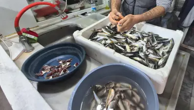 Marmara Denizi'nde müsilaj: Balık etine zarar veriyor mu?