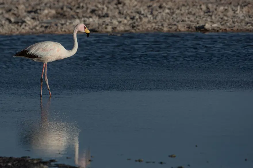 İnsan faaliyetlerinin son kurbanları: Sayıları hızla azalıyor 10 İnsan faaliyetlerinin son kurbanları: Sayıları hızla azalıyor 10