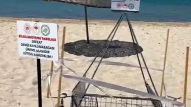 Sahildeki caretta caretta yuvası koruma altında