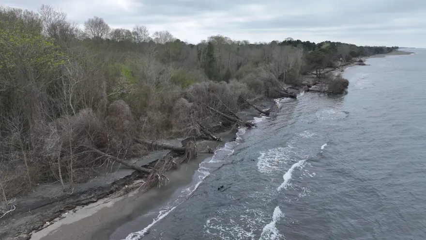 Terme Ovası'nda kıyı erozyonu ağaçları devirdi 1