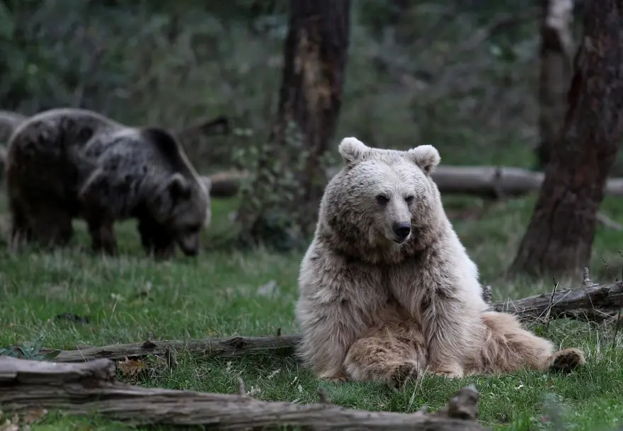 Türkiye'nin tek ayı barınağı Ovakorusu'nun maskotu oldular 32