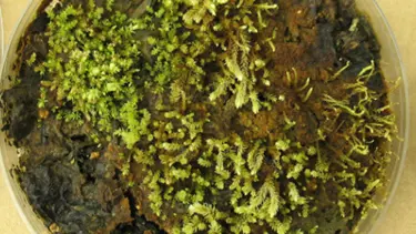 400 yıl önce donan bitkiler yeniden canlandı