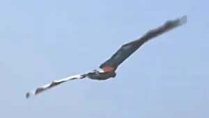 Uçan Hollandalı kafaları karıştırdı