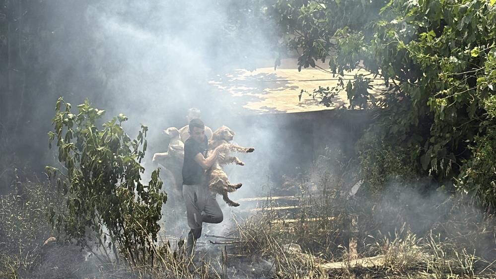 Yangında mahsur kalan köpekler son anda kurtarıldı
