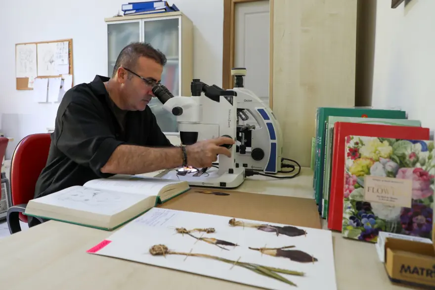 Mantar toplarken gördü, adını tarihe yazdırdı: Çiğ yendiğinde çok zehirli 1
