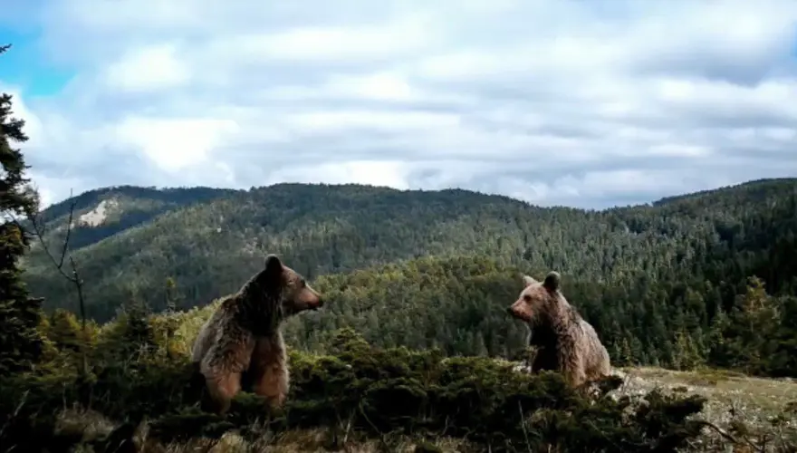 Fotokapana takılan yaban hayvanlarından belgesellik görüntüler 