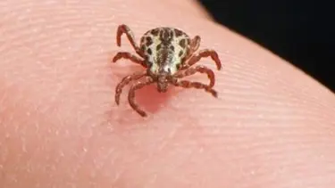 Keneler ortaya çıktı, KKKA için riskli döneme girildi