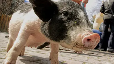 12 bin domuz itlaf edilecek. Sınırları ordu koruyacak.