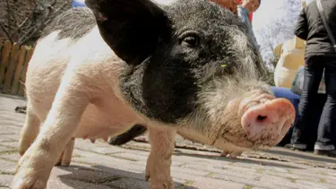 12 bin domuz itlaf edilecek. Sınırları ordu koruyacak.