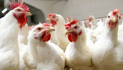 Konkordato isteyen Garip Tavukçuluk ve 3 milyon civciv için Adana Valiliği devrede