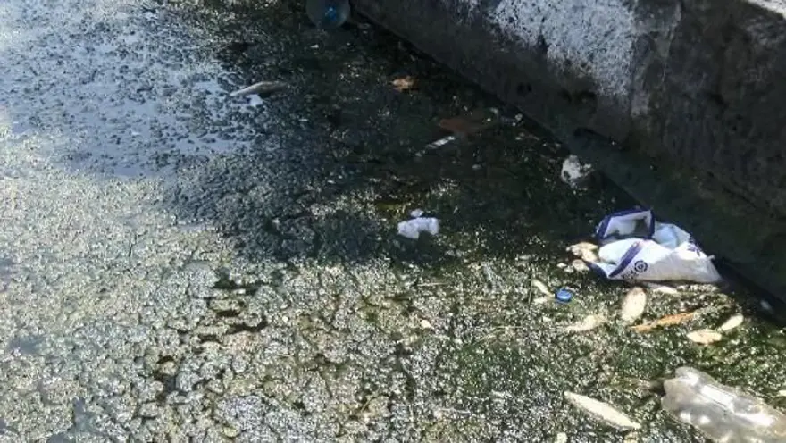 Büyükçekmece Gölü'nde balık ölümlerine ilişkin açıklama 3
