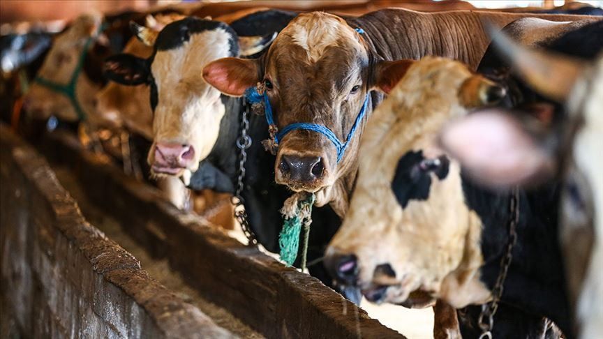 10 soruda vekaletle kurban kesimi: Vekaletle kurban kesimi nasıl yapılır?