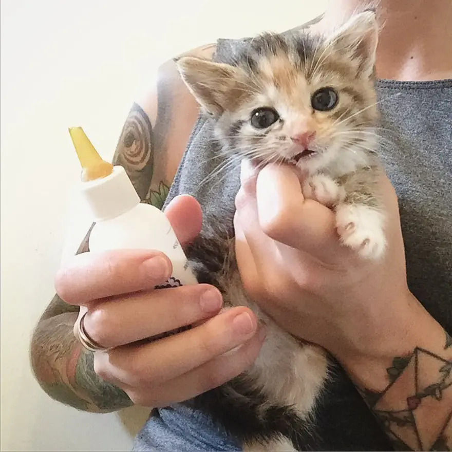 Hayatını kedileri kurtarmaya adadı 234