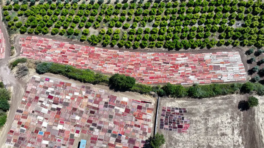 Antalya'da tarlalara serilen halılar görsel şölen sunuyor 14