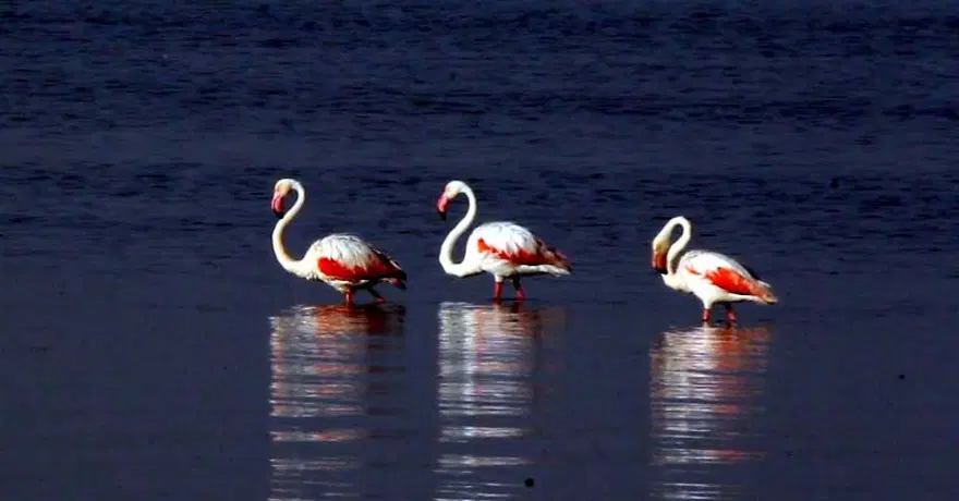 Van Gölü'nde flamingo şöleni 5