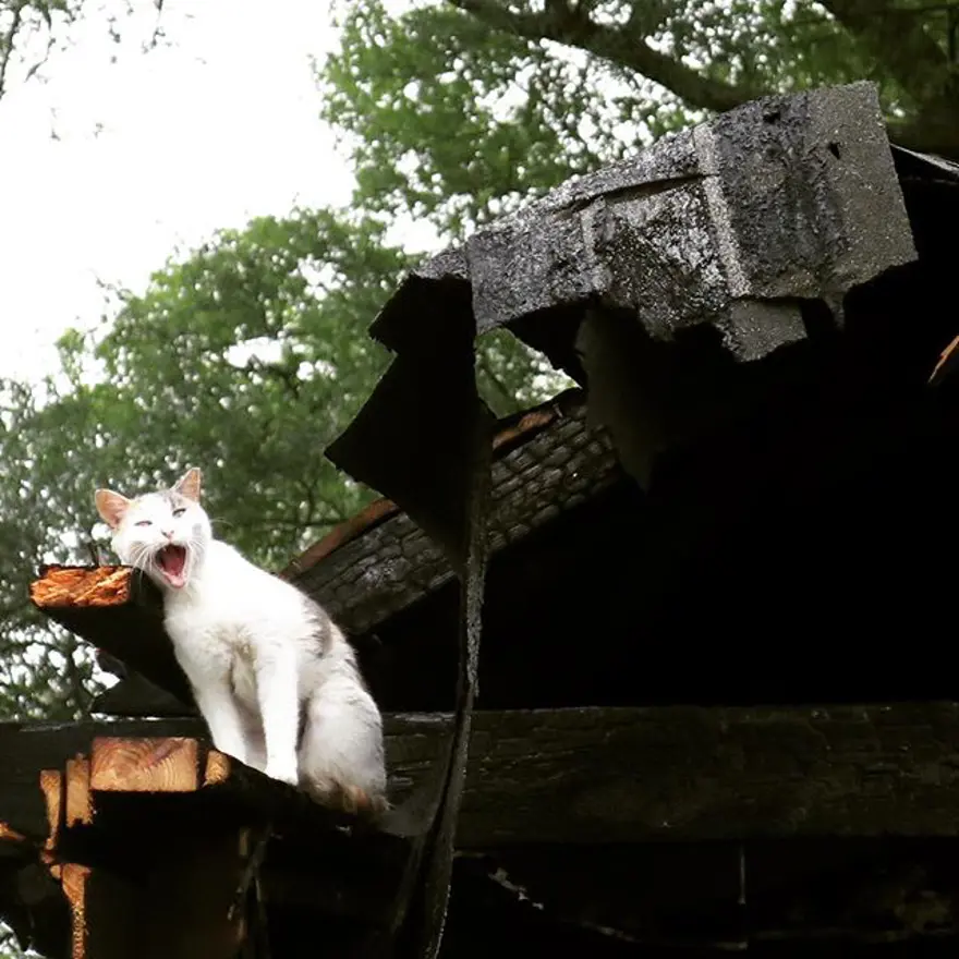 Hayatını kedileri kurtarmaya adadı 243