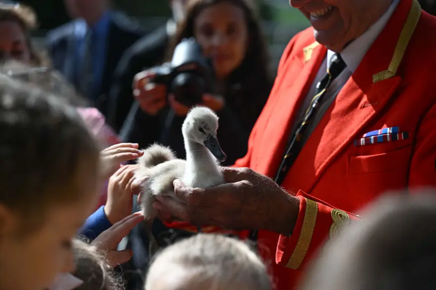 İngiltere'nin 838 yıllık geleneği: Kuğu nüfus sayımı 
