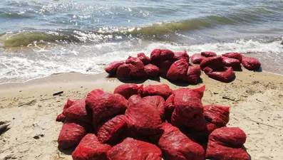 876 kilo kaçak midyeye 449 bin lira ceza