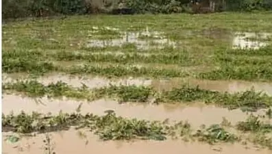 Adana ilçelerinde tarım arazileri sular altında kaldı